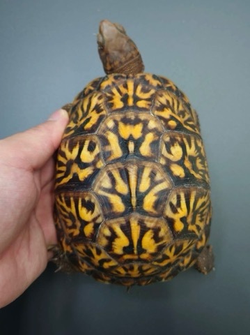 7829 極美 トウブハコガメ 約12.5cm 飼い込み | 爬虫類小動物の買取