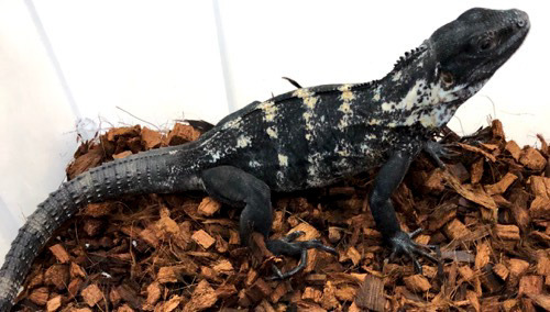 【O-1133】ブラックリザード 飼育ケージ 爬虫類 イグアナ トカゲ ペット O-1133】ブラックリザード 飼育ケージ 爬虫類 イグアナ トカゲ