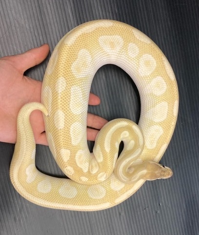 7966パステルクリスタル♂約1kg ボールパイソン | 爬虫類小動物の買取