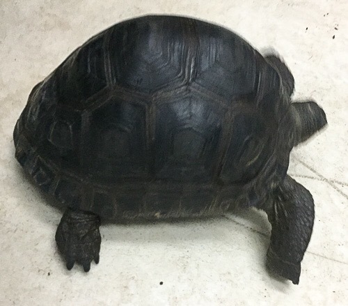 売約済 アルダブラゾウガメ セーシェル産 約16cm | 爬虫類小動物