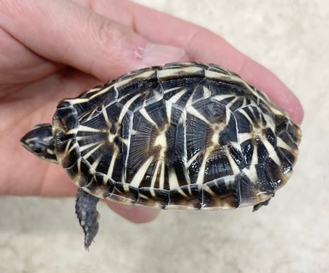 相生本店6950フロリダハコガメ 美個体 飼い込み 約6.5cm