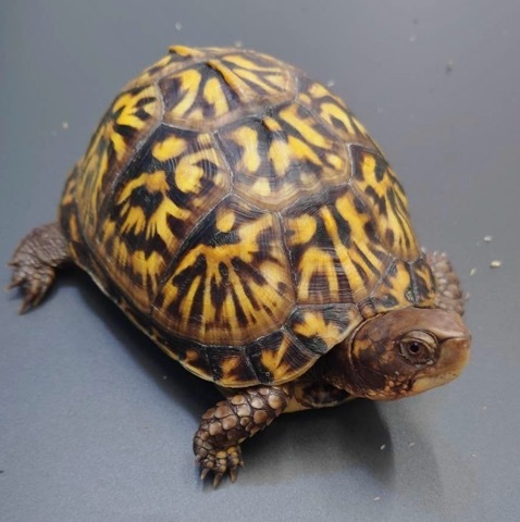 7829 極美 トウブハコガメ 約12.5cm 飼い込み | 爬虫類小動物の買取