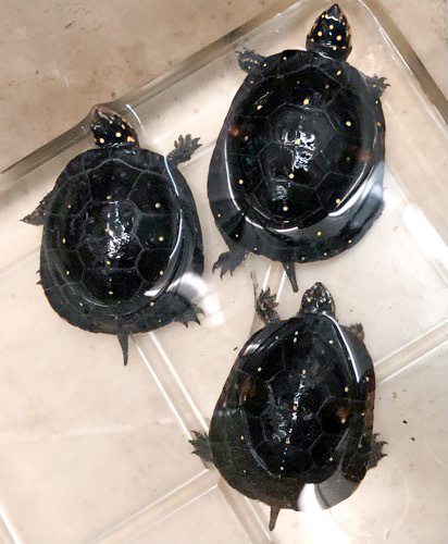 6178 キボシイシガメ 約6cm 通常39800円 | 爬虫類小動物の買取＆販売