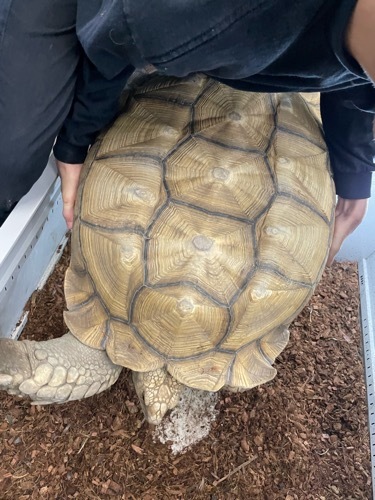 リクガメ爬虫類ナチュラルカラー木製ゲージ  800mm×450mm×410mm Amazon | SAEYZ 隠れ家 シェルター 爬虫類 リクガメ 亀 カエル トカゲ