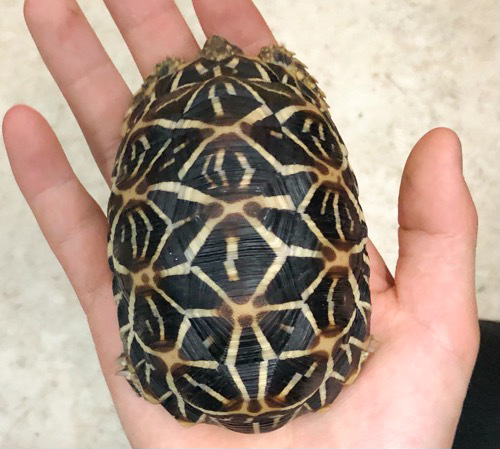 5338 インドホシガメ 国産CB 約8〜9cm→10.5cm | 爬虫類小動物の買取