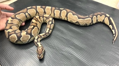 レプタイルボックス　爬虫類　ボールパイソン 最新】ボールパイソンのケージの最適解はこれ！ | ボール