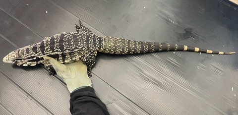 動物 7597 アルゼンチンB＆Wテグー 飼い込み 訳あり | 爬虫類小動物