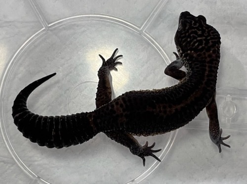 6888ヒョウモントカゲモドキ ブラックナイト アダルトフル