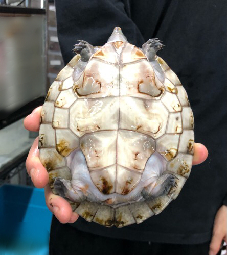 売約済 メキシコカワガメ 飼い込み14cm | 爬虫類小動物の買取＆販売