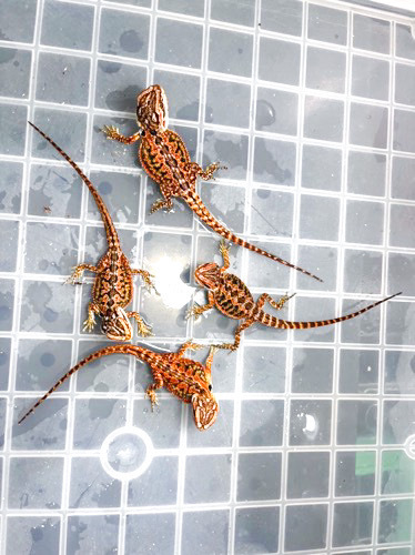 6534 フトアゴヒゲトカゲ レッド 国産CBベビー | 爬虫類小動物の買取
