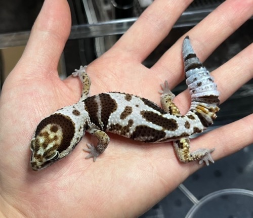 6745 ニシアフリカトカゲモドキ ホワイトアウトhetオレオ50%ph