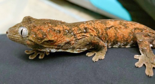 姫路店 チャホアミカドヤモリ 飼い込み | 爬虫類小動物の買取＆販売