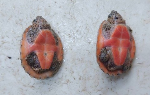 ボリビア産　ナンベイオオタガメ　112mm(管まで) INOUE ポリ蛇口O型 50mm＿ の通販 | ホームセンター