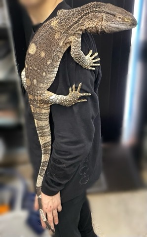 新品未開封　アフリカン・ロック 7669 アフリカンロックモニター 105cm 慣れた個体 | 爬虫類