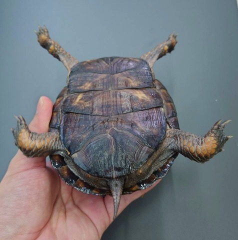 7932 極美トウブハコガメ 黒系 12cm | 爬虫類小動物の買取＆販売