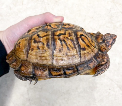 ペア価格！極美！トウブハコガメ アダルト ペア | 爬虫類小動物の買取