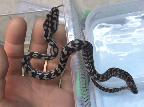 売約済 コースタルカーペットパイソン ペア可 | 爬虫類小動物の買取