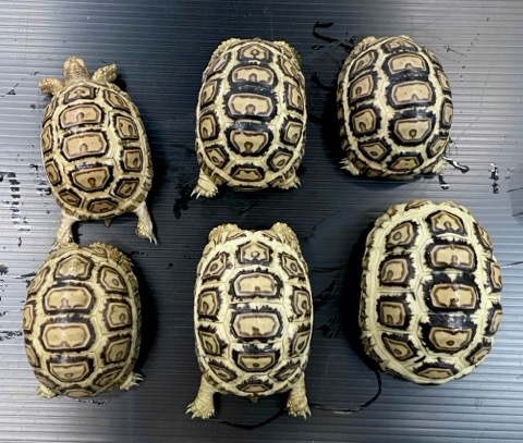 りくがめ 画像更新7148 ソマリアリクガメ 国産CB ホワイト血統 約8〜9cm