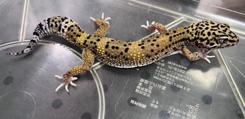 6790 JMGハイパーザンティックブラックナイトエクリプス