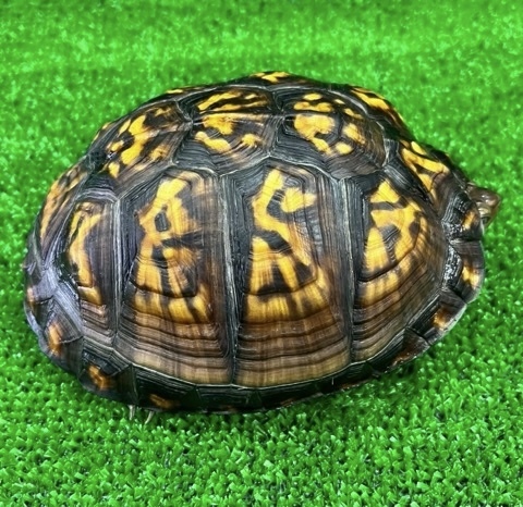 8159 ペア価格！極美トウブハコガメ 黒黄 アダルトペア 飼い込み 単体