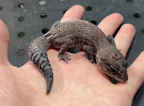 7034ニシアフリカトカゲモドキ オレオパターンレスhetゴースト