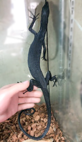 ビックツリー  RAINBOW メンズ 8.5-9.5 ブラック 5711 ブラックツリーモニター 飼い込みヤング ピンクマウス餌付け済