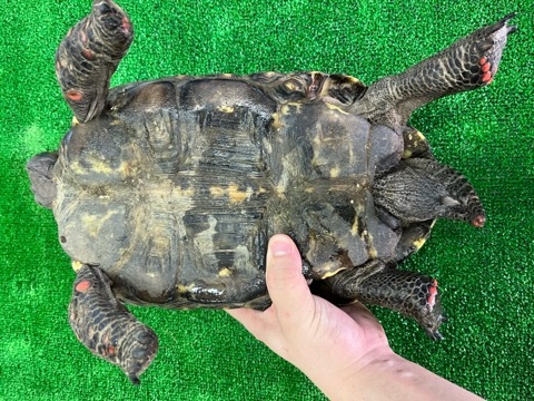 8268 big！アカアシガメ チェリーヘッド アダルト♂ 約29cm | 爬虫類
