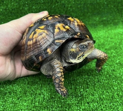 8159 ペア価格！極美トウブハコガメ 黒黄 アダルトペア 飼い込み 単体