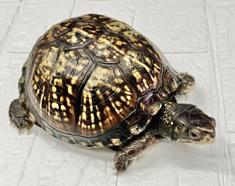 7891 トウブハコガメ ブリード即戦力！アダルト♀ 14cm | 爬虫類小動物