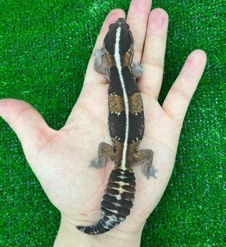 8040 ニシアフリカトカゲモドキ ノーマル ストライプ♂ 飼い込み