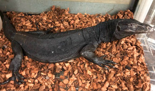 売約済 サルバトールモニター メラニスティック 飼い込み 約1m 通常45