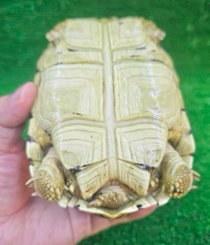 8842 ヒョウモンリクガメ 12.5cm 飼い込み | 爬虫類小動物の買取＆販売