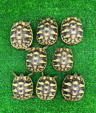 8284 ヒガシヘルマンリクガメ 国産CB 約5cm | 爬虫類小動物の買取