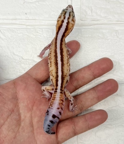 7895 ニシアフリカトカゲモドキ ホワイトアウトスーパーゼロ 50ph