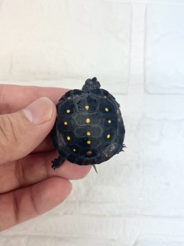 イシカズ Ibanez / Gio Series GRGA120QA-TKS (Transparent Black