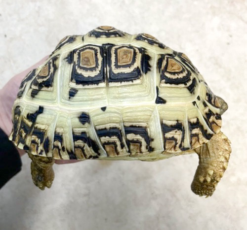 ホワイトヒョウモンリクガメ 約14cm 飼い込み | 爬虫類小動物の買取