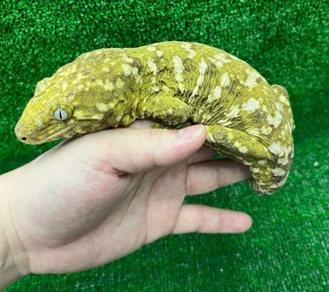 8094 big！ツギオミカドヤモリ ヌアミ 約30cm | 爬虫類小動物の買取