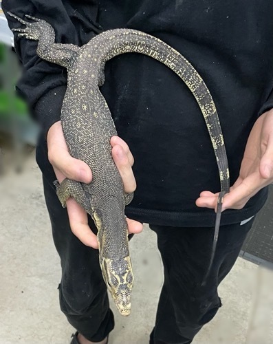 サルバトールモニター 1204040天板金網ダブル サルバトールモニター 1204040天板金網ダブル サルバトールモニター 様