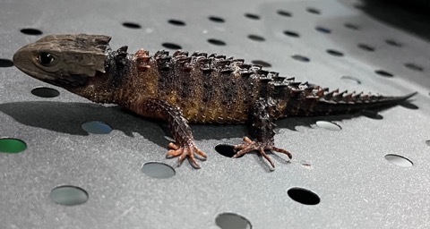 7143 モトイカブトトカゲ 飼い込み♀ | 爬虫類小動物の買取＆販売