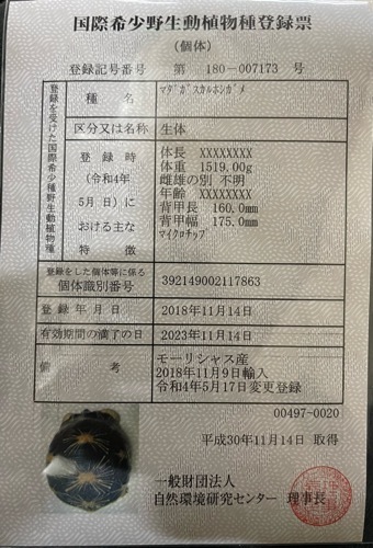 meguugem♡様確認用 極美！ホウシャガメ 約19cm 飼い込み | 爬虫類小動物の買取＆販売