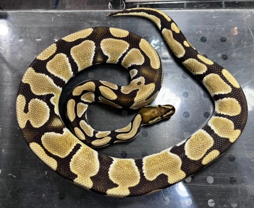 レプタイルボックス　爬虫類　ボールパイソン レプタイルボックス 爬虫類 ボールパイソン