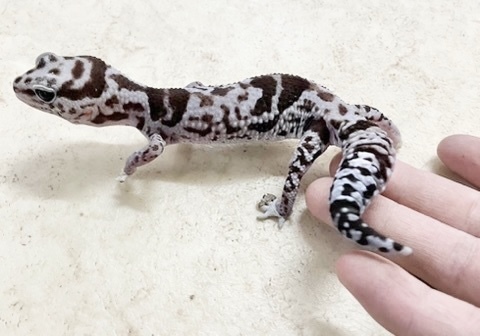 7237 ニシアフリカトカゲモドキ ホワイトアウトオレオhet