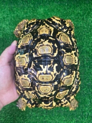 8788ナミビアヒョウモンリクガメ 18cm | 爬虫類小動物の買取＆販売
