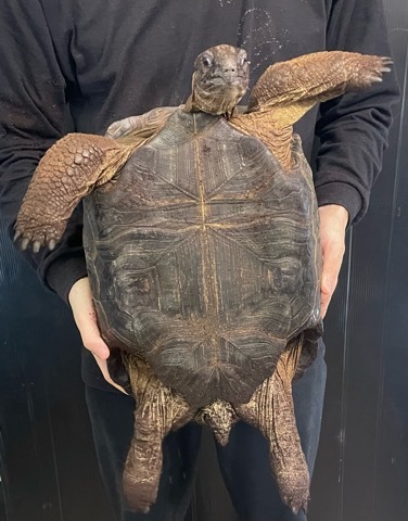 8172 極美！アルダブラゾウガメ 約40cm 飼い込み | 爬虫類小動物