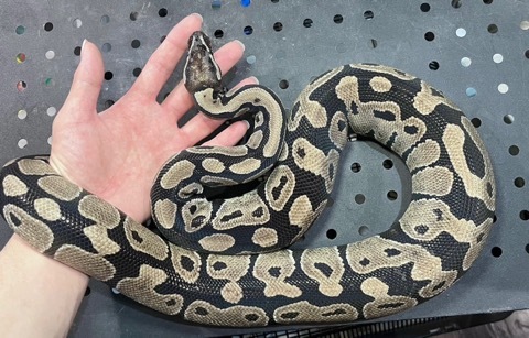 姫路店7023ボールパイソン TSKアザン66%hetクラウン アダルト♀ 約