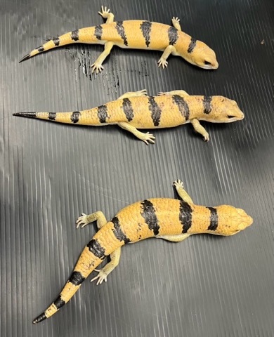 8006 ピーターズバンデットスキンク 25 | 爬虫類小動物の買取＆販売