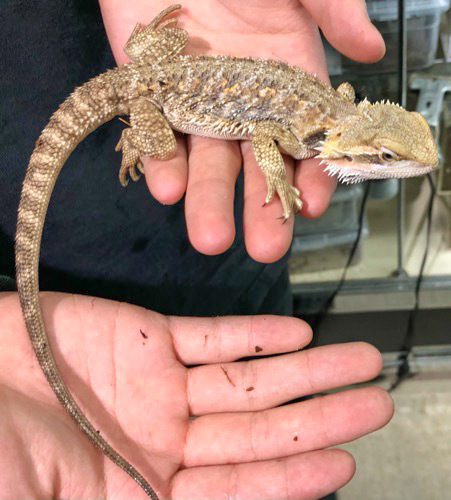 フトアゴヒゲトカゲ ヤング 国産CB | 爬虫類小動物の買取＆販売