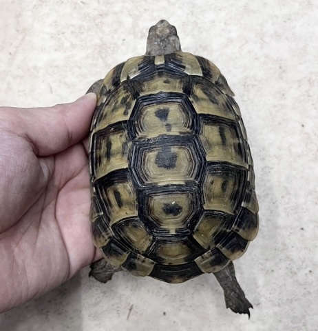 7309 イベラギリシャリクガメ 約10cm 飼い込み | 爬虫類小動物の買取
