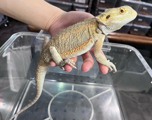 姫路店 6801 フトアゴヒゲトカゲ ブルーバー サブアダルト♀ | 爬虫類