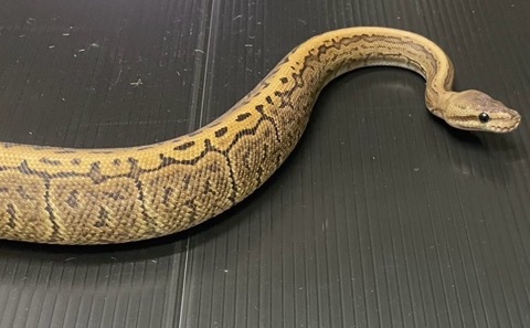 7455 ボールパイソン シナモンピンストライプ♂ ヤング 350g | 爬虫類